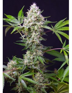 Sweet Amnesia Haze XL Auto - Sweet Seeds femminizzati Sweet Seeds €25,50 2