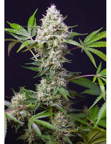 Sweet Amnesia Haze XL Auto - Sweet Seeds femminizzati Sweet Seeds €25,50