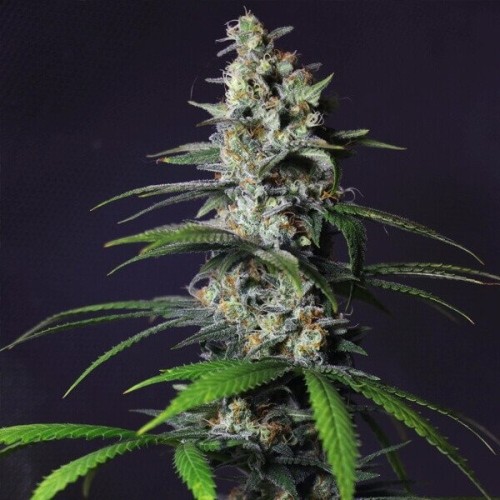 Chocolate Haze - Royal Queen Seeds femminizzati Royal Queen Seeds €23,00