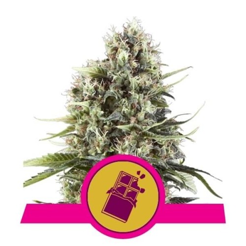 Chocolate Haze - Royal Queen Seeds femminizzati Royal Queen Seeds €23,00