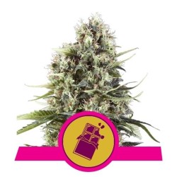 Chocolate Haze - Royal Queen Seeds femminizzati Royal Queen Seeds €23,00