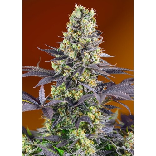 Sweet Zenzation (ex Sweet Zkittlez) - Sweet Seeds femminizzati Sweet Seeds €29,50