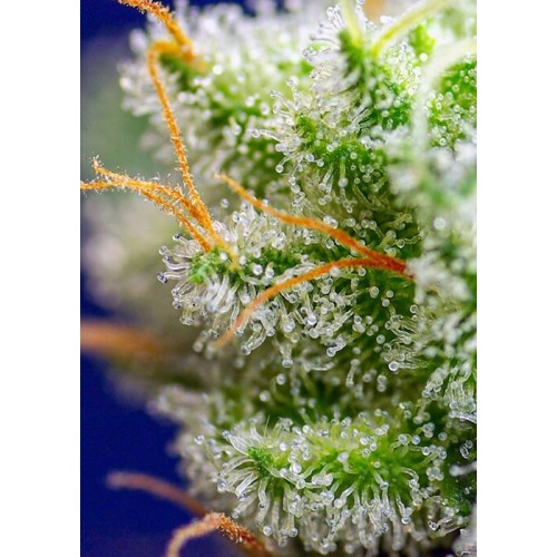 Sweet Zenzation (ex Sweet Zkittlez) - Sweet Seeds femminizzati Sweet Seeds €29,50