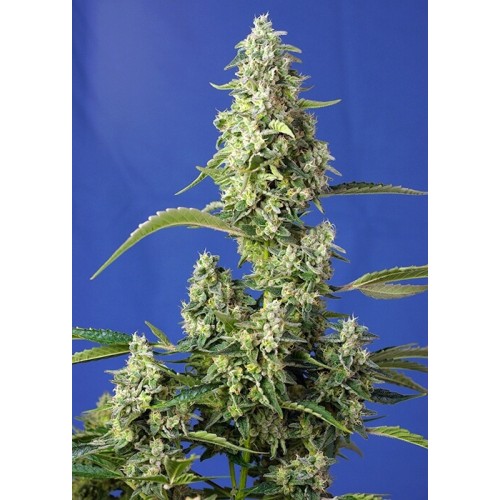 Gorilla Girl XL Auto - Sweet Seeds femminizzati Sweet Seeds €27,50