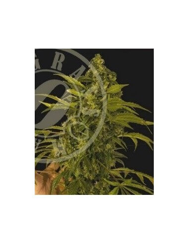 Auto MASS - Grass-O-Matic femminizzati Grass-O-Matic €28,50