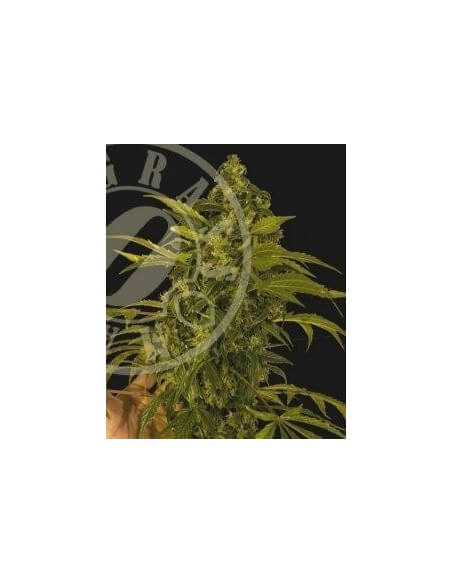 Auto MASS - Grass-O-Matic femminizzati Grass-O-Matic €28,50