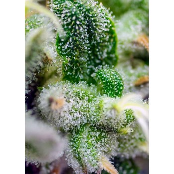 Gorilla Girl XL Auto - Sweet Seeds femminizzati Sweet Seeds €27,50 2