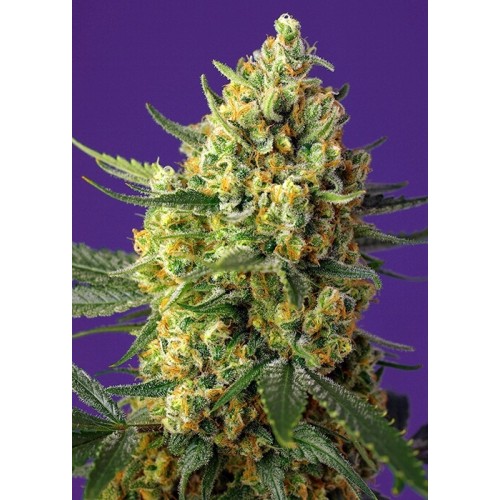 Crystal Candy XL Auto - Sweet Seeds femminizzati Sweet Seeds €22,00