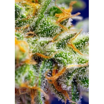 Crystal Candy XL Auto - Sweet Seeds femminizzati Sweet Seeds €22,00 2