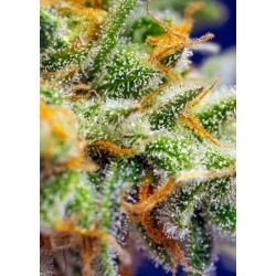 Crystal Candy XL Auto - Sweet Seeds femminizzati Sweet Seeds €22,00