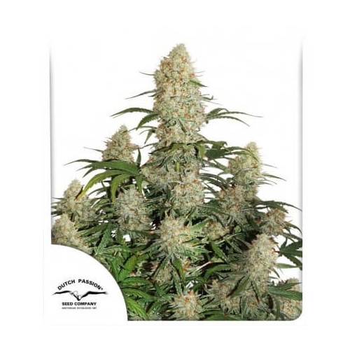 Auto Critical Orange Punch - Dutch Passion femminizzati Dutch Passion €16,95