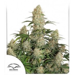 Auto Critical Orange Punch - Dutch Passion femminizzati Dutch Passion €16,95