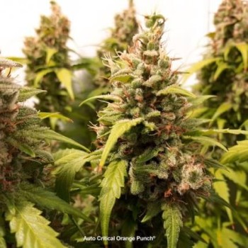 Auto Critical Orange Punch - Dutch Passion femminizzati Dutch Passion €16,95 2