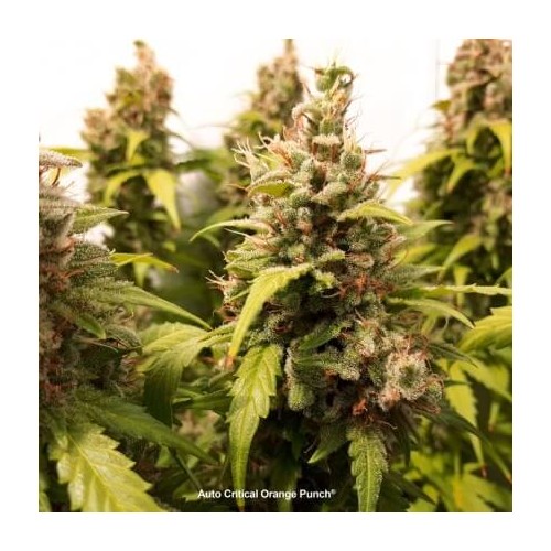 Auto Critical Orange Punch - Dutch Passion femminizzati Dutch Passion €16,95