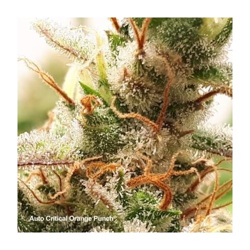 Auto Critical Orange Punch - Dutch Passion femminizzati Dutch Passion €16,95