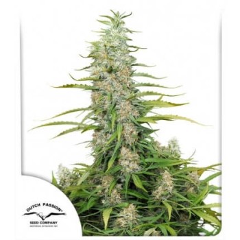 C-Vibez - Dutch Passion femminizzati Dutch Passion €54,95