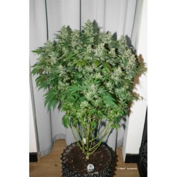 C-Vibez - Dutch Passion femminizzati Dutch Passion €54,95 2