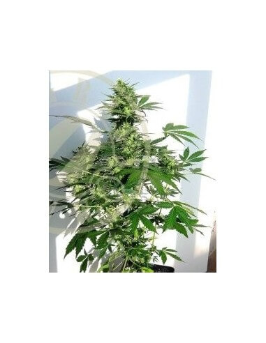 Auto MASS - Grass-O-Matic femminizzati Grass-O-Matic €28,50