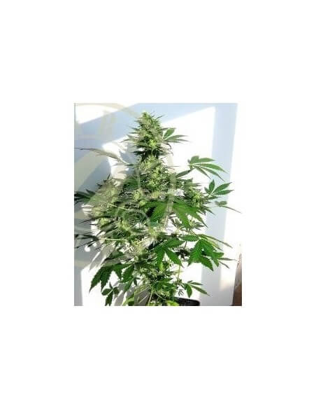 Auto MASS - Grass-O-Matic femminizzati Grass-O-Matic €28,50