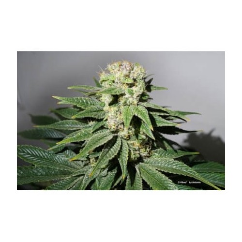 C-Vibez - Dutch Passion femminizzati Dutch Passion €54,95