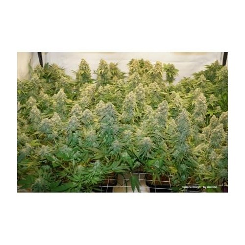 Banana Blaze - Dutch Passion femminizzati Dutch Passion €14,95