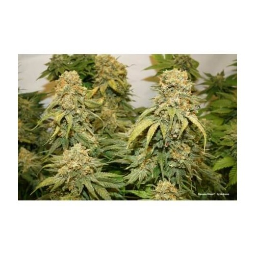 Banana Blaze - Dutch Passion femminizzati Dutch Passion €14,95