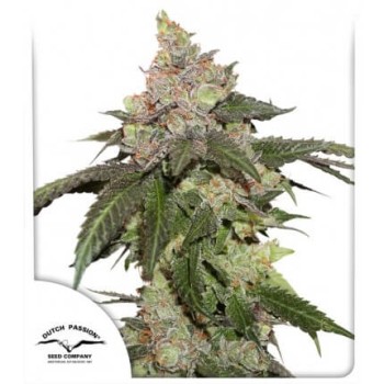 Kerosene Krash - Dutch Passion femminizzati Dutch Passion €89,95