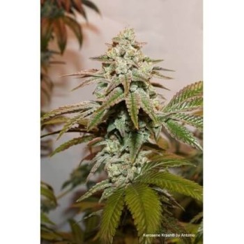 Kerosene Krash - Dutch Passion femminizzati Dutch Passion €89,95 2