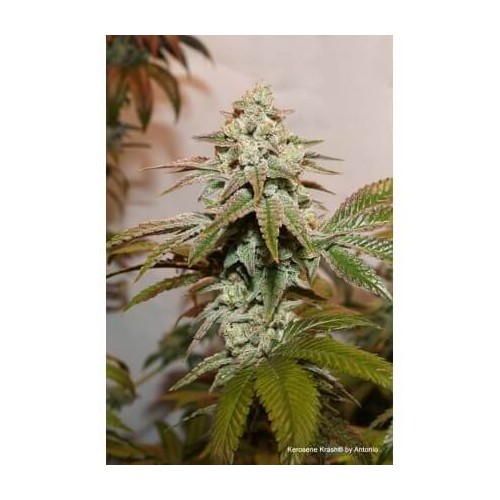 Kerosene Krash - Dutch Passion femminizzati Dutch Passion €89,95