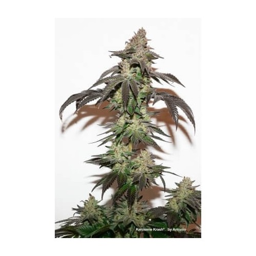 Kerosene Krash - Dutch Passion femminizzati Dutch Passion €89,95