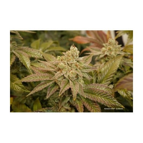 Kerosene Krash - Dutch Passion femminizzati Dutch Passion €89,95