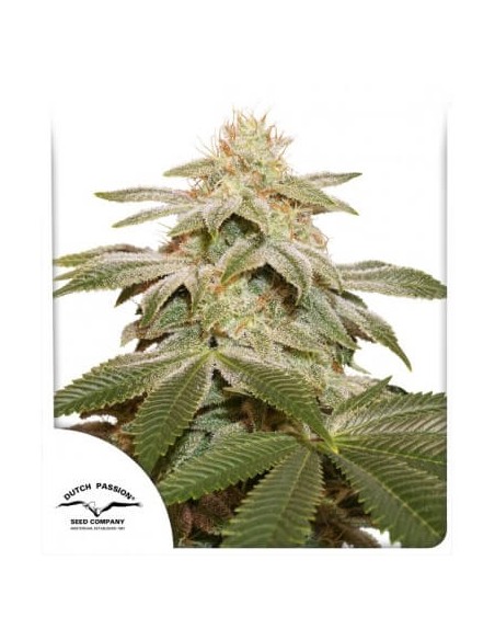 Sugar Bomb Punch - Dutch Passion femminizzati Dutch Passion €69,95