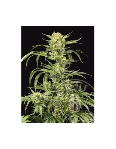 Auto MASS - Grass-O-Matic femminizzati Grass-O-Matic €28,50