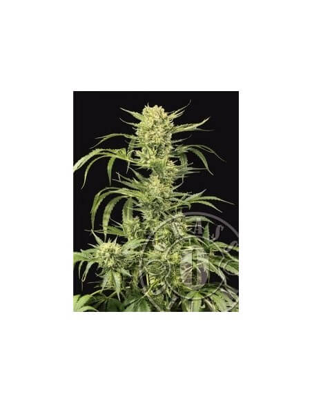 Auto MASS - Grass-O-Matic femminizzati Grass-O-Matic €28,50