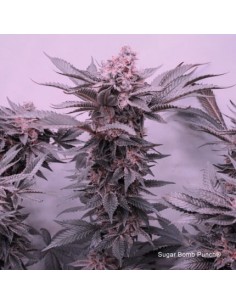 Sugar Bomb Punch - Dutch Passion femminizzati Dutch Passion €69,95 2