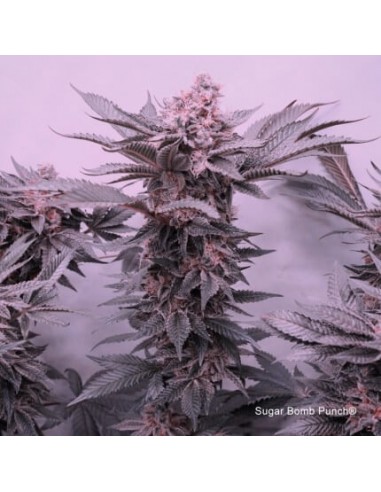 Sugar Bomb Punch - Dutch Passion femminizzati Dutch Passion €69,95