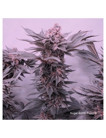 Sugar Bomb Punch - Dutch Passion femminizzati Dutch Passion €69,95