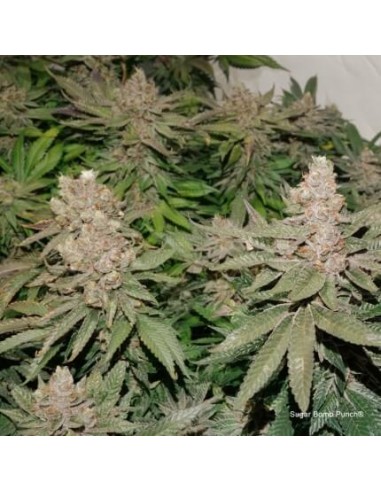 Sugar Bomb Punch - Dutch Passion femminizzati Dutch Passion €69,95