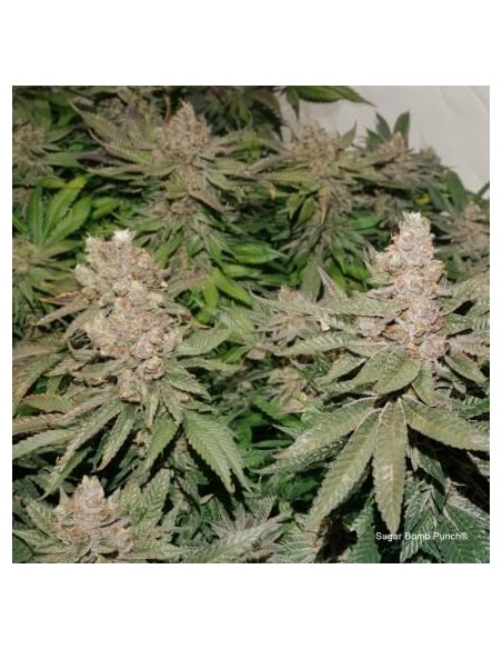 Sugar Bomb Punch - Dutch Passion femminizzati Dutch Passion €69,95