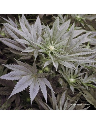 Sugar Bomb Punch - Dutch Passion femminizzati Dutch Passion €69,95