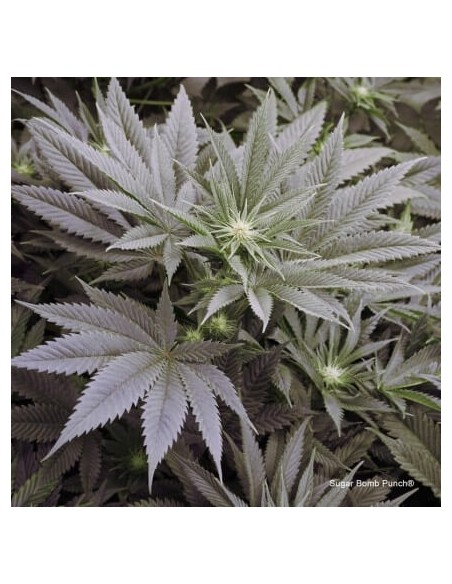 Sugar Bomb Punch - Dutch Passion femminizzati Dutch Passion €69,95