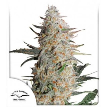 Critical Orange Punch - Dutch Passion femminizzati Dutch Passion €14,95