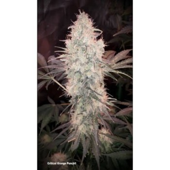 Critical Orange Punch - Dutch Passion femminizzati Dutch Passion €14,95 2