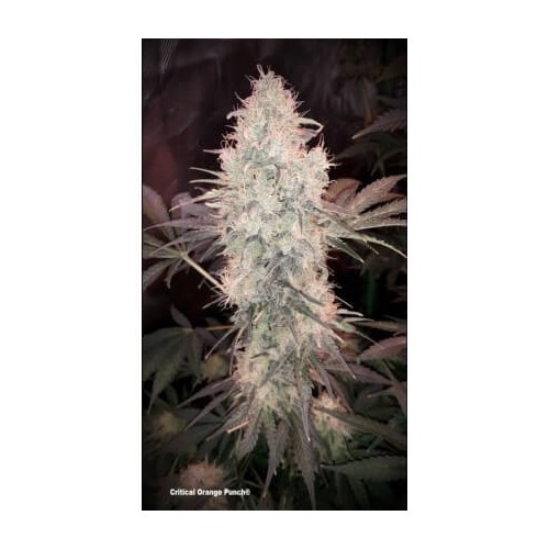 Critical Orange Punch - Dutch Passion femminizzati Dutch Passion €14,95