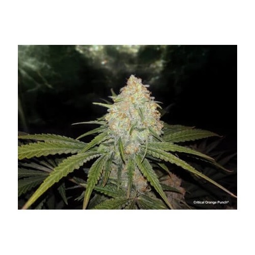 Critical Orange Punch - Dutch Passion femminizzati Dutch Passion €14,95