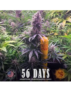 Wedding Cake Auto - Barney's Farm femminizzati Barney's Farm €35,00 2