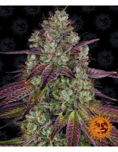 Mimosa Evo - Barney's Farm femminizzati Barney's Farm €35,00 2