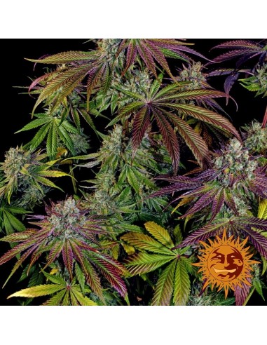 Mimosa Evo - Barney's Farm femminizzati Barney's Farm €35,00