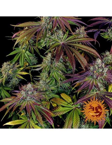 Mimosa Evo - Barney's Farm femminizzati Barney's Farm €35,00