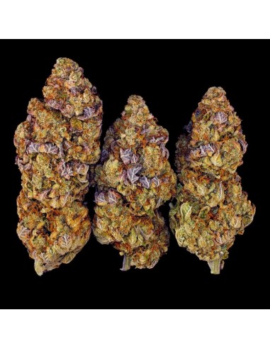 Mimosa Evo - Barney's Farm femminizzati Barney's Farm €35,00